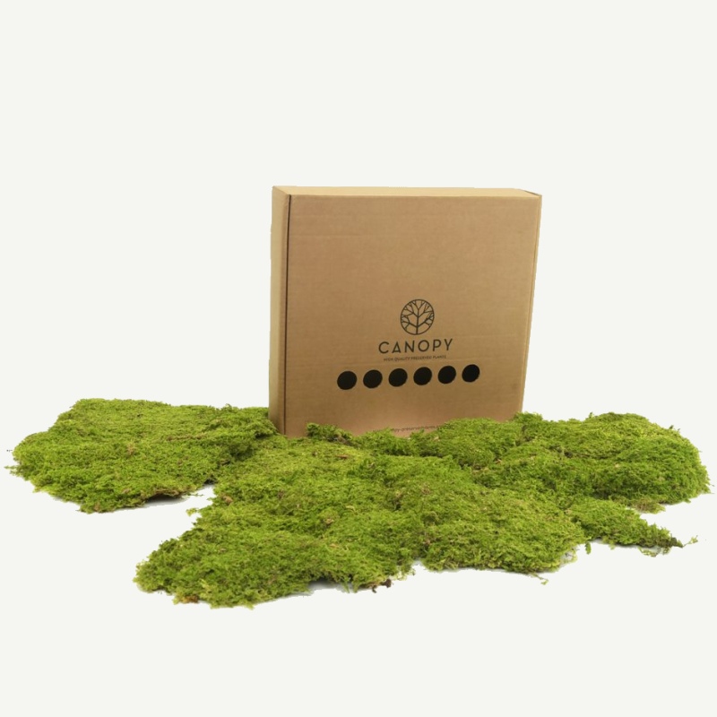 Zelené stěny - Stabilizovaný mech Rock Moss Box 63x63 cm