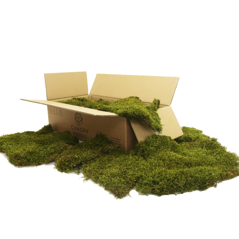 Zelené stěny - Stabilizovaný mech Forest Long Moss Box 1,5 m2