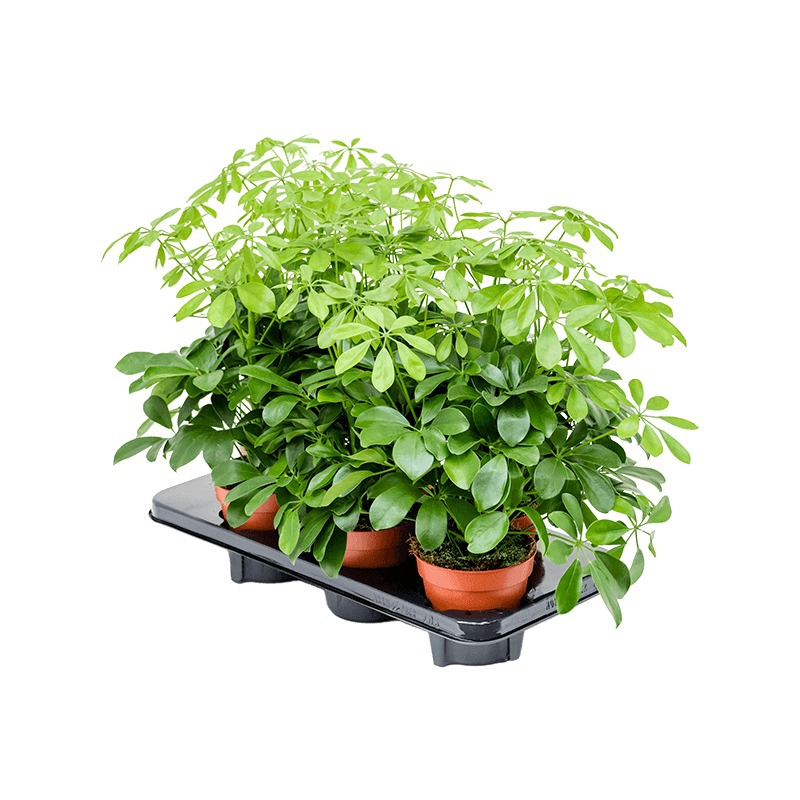 Živé květiny - Schefflera arboricola 13x45cm