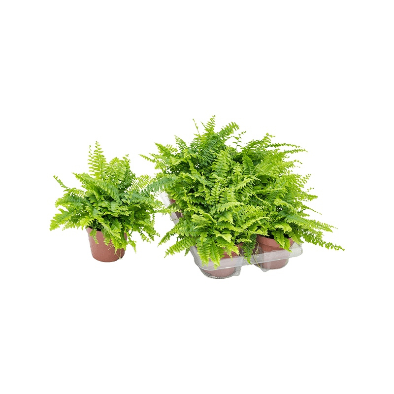 Živé květiny - Nephrolepis exaltata Boston 12x30cm