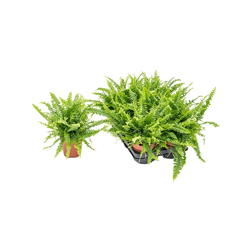 Živé květiny - Nephrolepis exaltata Green Lady 12x35cm