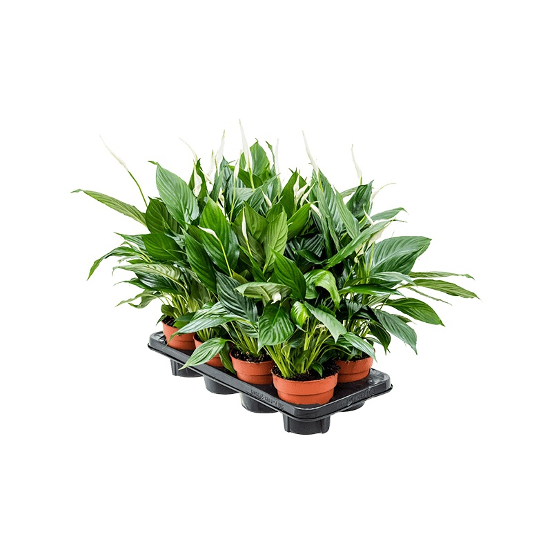 Živé květiny - Spathiphyllum Sweet Chico 13x55cm