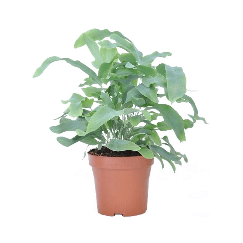 Živé květiny - Phlebodium aurem Blue Star 12x30cm