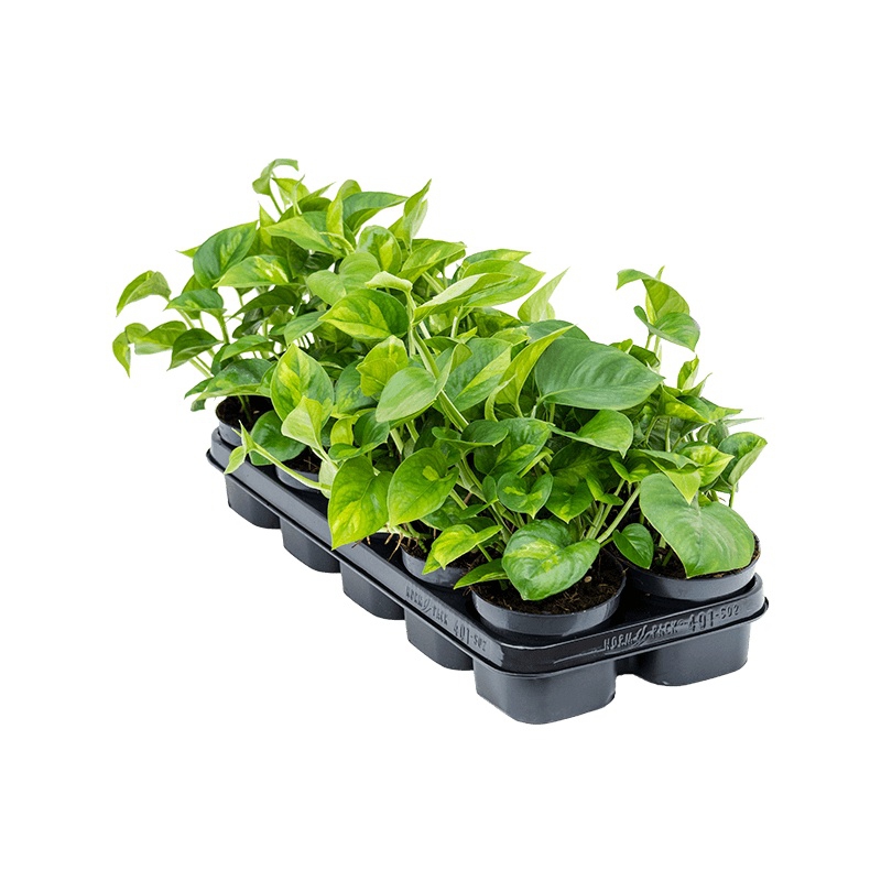 Živé květiny - Scindapsus Epipremnum Global Green 12x25cm