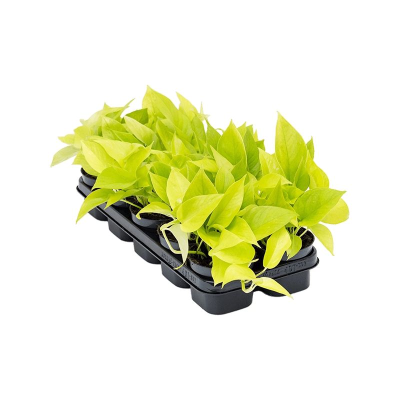 Živé květiny - Scindapsus Epipremnum Golden Pothos 12x20cm