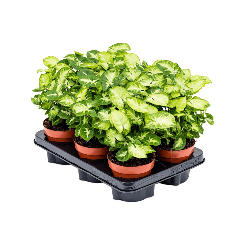 Živé květiny - Syngonium Pixie 12x25cm