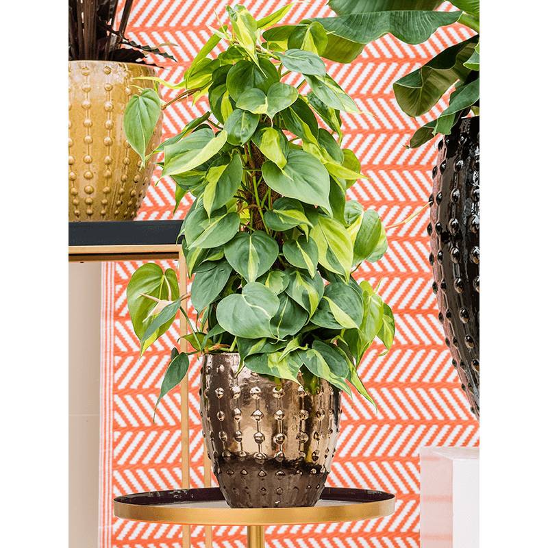 Keramické květináče - Laos Gold 20x23cm