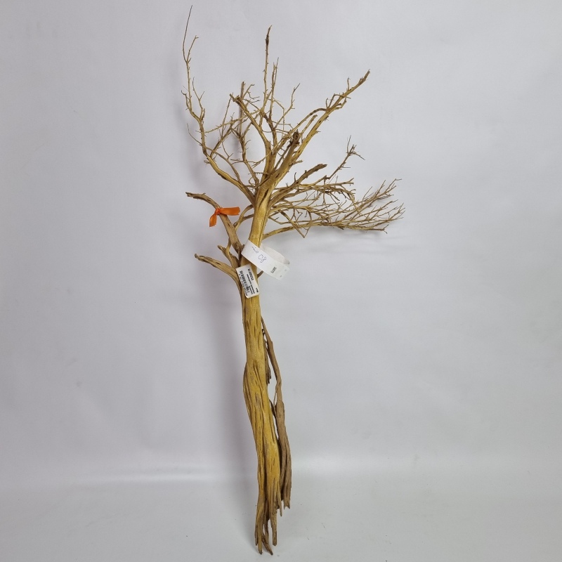 Dekorace - Manzanita natural 80cm-AC