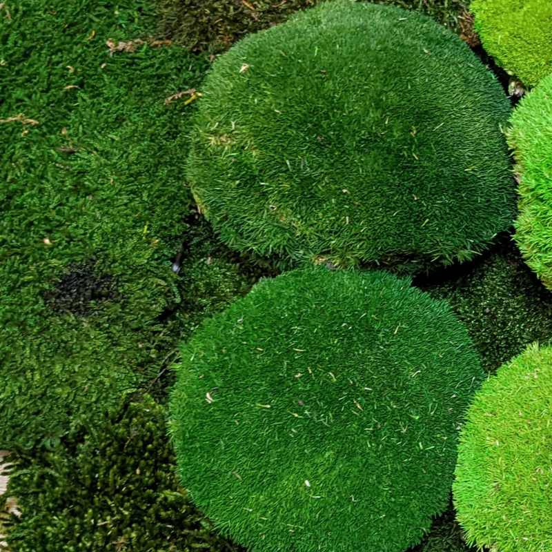 Zelené stěny - Stabilizovaný mech Ball Moss Dark Green 20x20 cm