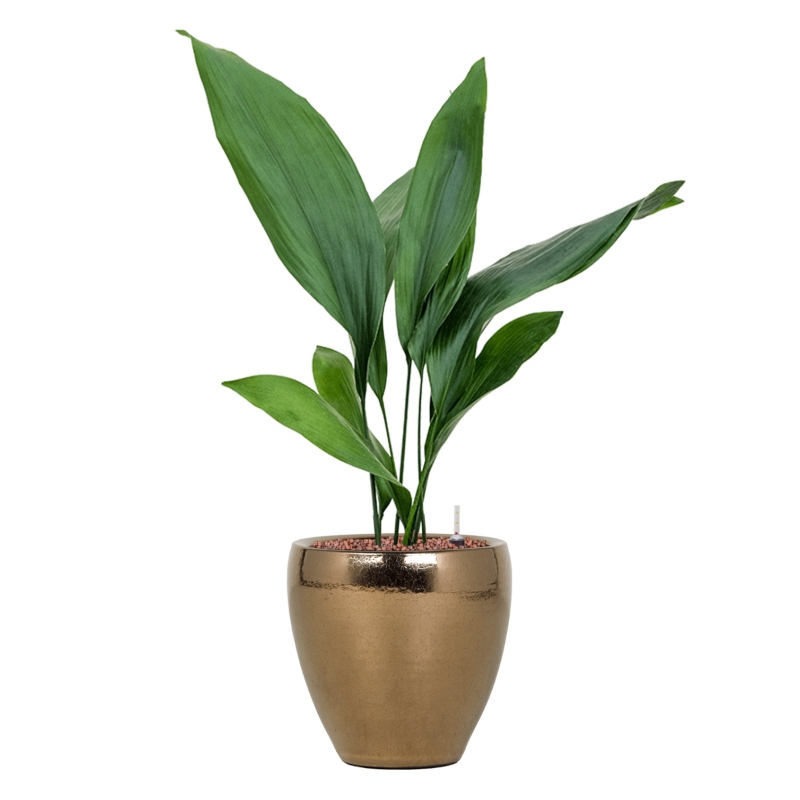 Keramické květináče - Amora Couple Gold 21x21cm