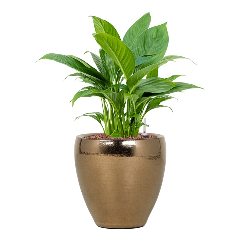 Keramické květináče - Amora Couple Gold 26x26cm