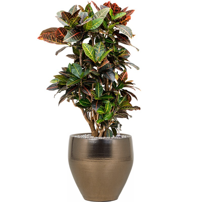 Keramické květináče - Amora Couple Gold 32x32cm