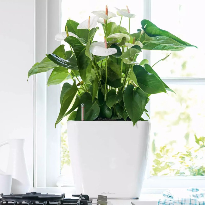 Lechuza květináče - Lechuza Quadro LS 35 White komplet