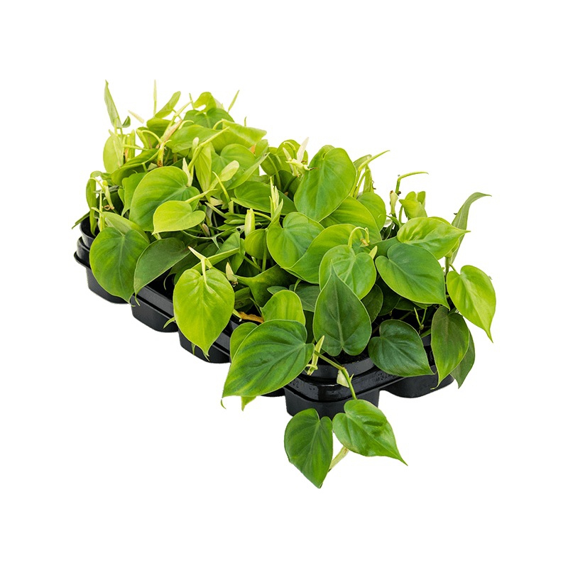 Živé květiny - Philodendron scandens 12x20cm