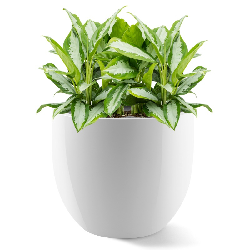 Venkovní květináče - D-lite Classic XL bílý lesk 65x54cm