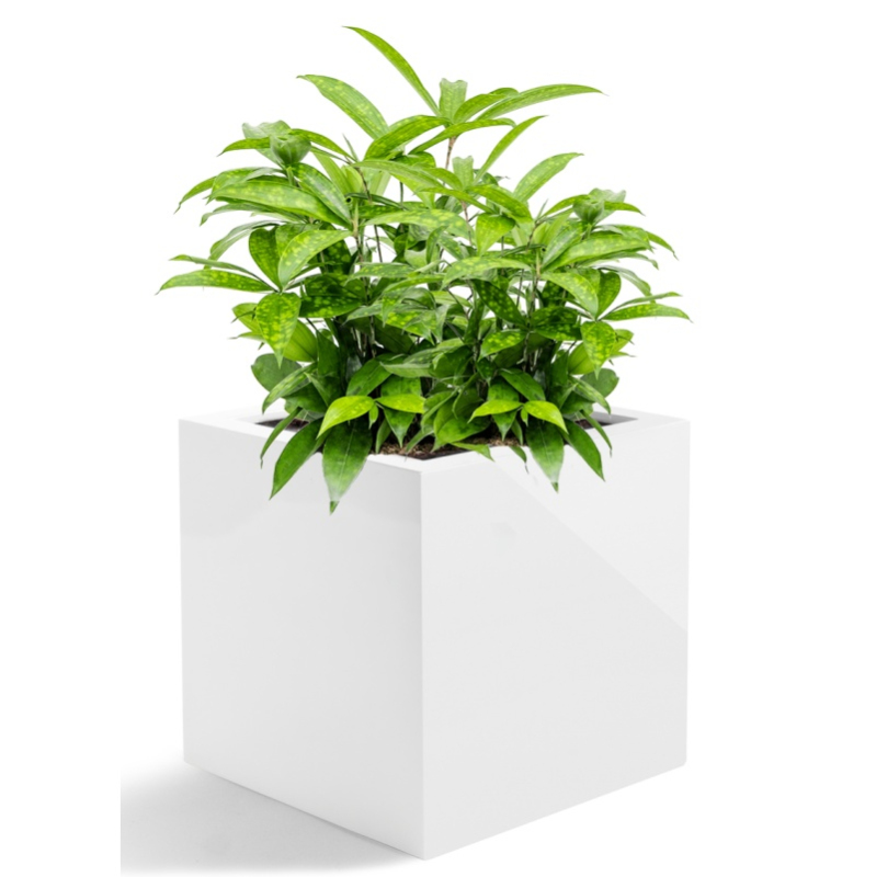 Venkovní květináče - D-lite Cube XL bílý lesk 60x60x60cm