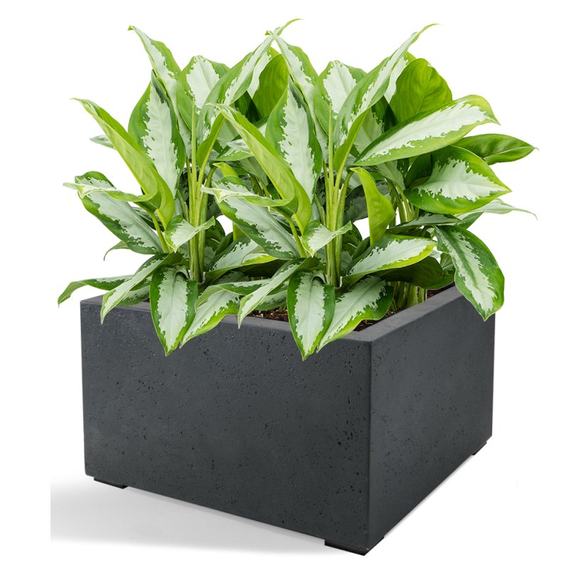 Venkovní květináče - D-lite Low Cube M Antracit 80x80x60cm