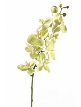 Umělé květiny - Umělá Orchidej Green 75cm