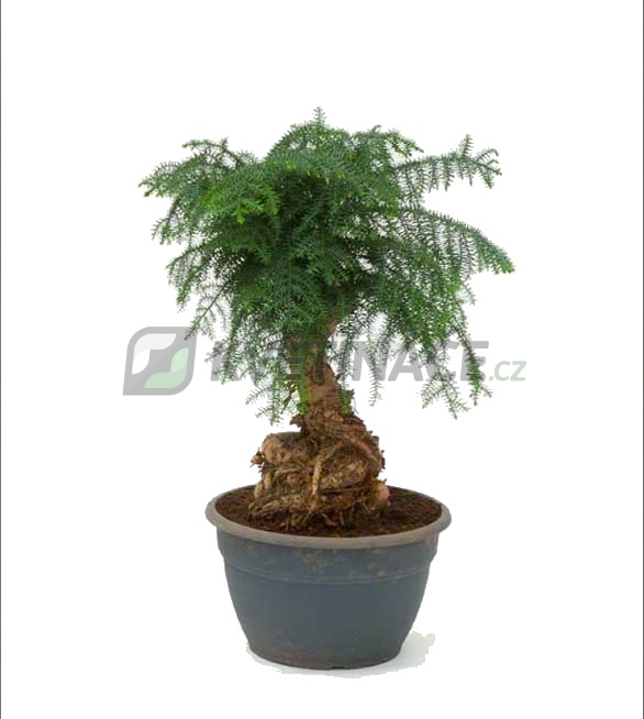 Živé květiny - Araucaria Cunninghamii 29x70cm