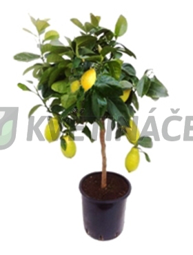 Živé květiny - Citrus lemon 22x75cm