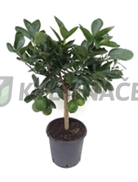 Živé květiny - Citrus lemon lime 22x70cm