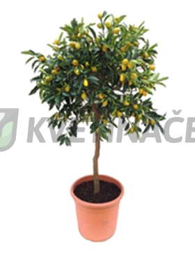 Živé květiny - Citrus kumquat 36x130cm