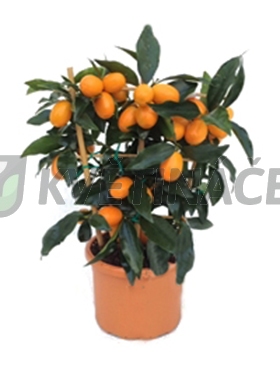 Živé květiny - Citrus kumquat 15x40cm