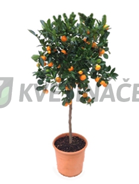 Živé květiny - Citrus calamondin 30x130cm