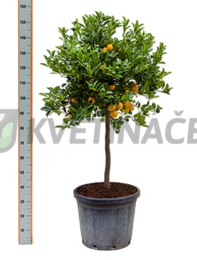 Živé květiny - Citrus calamondin 35x140cm