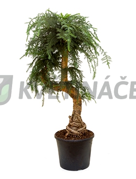 Živé květiny - Araucaria Cunninghamii 35x135cm