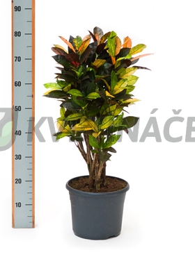 Živé květiny - Croton Iceton (codiaeum) 26x75cm