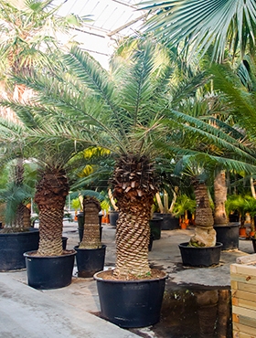 Živé květiny - Phoenix Sylvestris 95x300cm