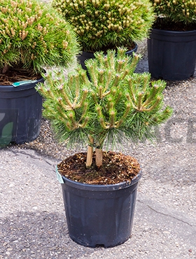 Živé květiny - Pinus Nigra Brepo 30x70cm