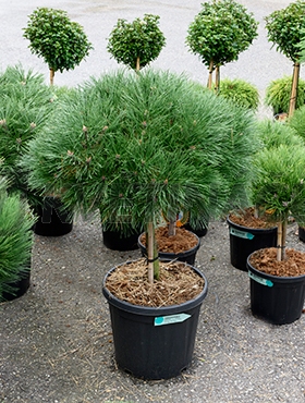 Živé květiny - Pinus Nigra Brepo 36x100cm