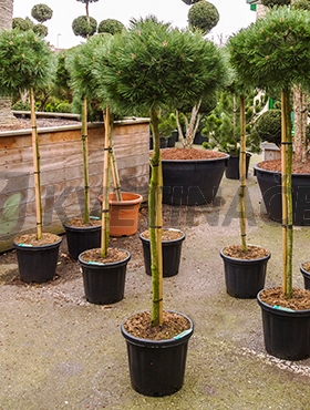 Živé květiny - Pinus Nigra Brepo 38x190cm