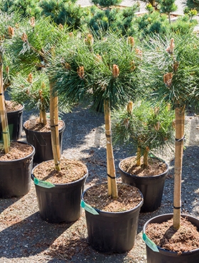 Živé květiny - Pinus Nigra Brepo 29x100cm