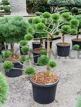 Živé květiny - Pinus Nigra Brepo 45x140cm