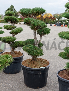 Živé květiny - Pinus Cembra 65x175cm