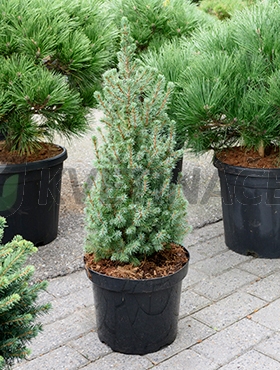 Živé květiny - Picea glauca sanders blue 25x75cm