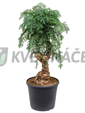 Živé květiny - Araucaria Cunninghamii 35x100cm