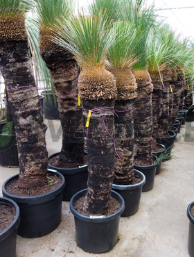 Živé květiny - Xanthorrhoea Glauca - Žlutokap 50x200cm