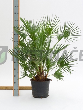 Živé květiny - Chamaerops Humilis 28x90cm