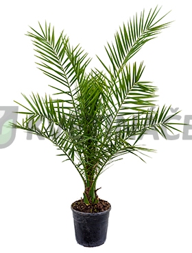 Živé květiny - Phoenix canariensis 24x140cm