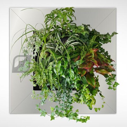 Zelené stěny - Živý obraz silver 72x72cm
