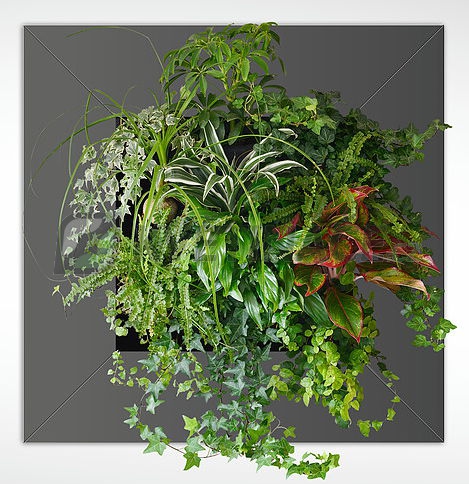 Zelené stěny - Živý obraz antracit 72x72cm