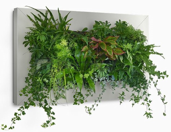 Zelené stěny - Živý obraz silver 112x72cm