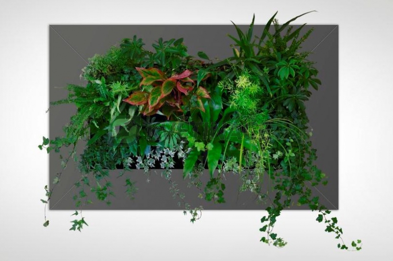 Zelené stěny - Živý obraz antracit 112x72cm