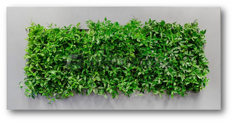 Zelené stěny - Živý obraz silver 152x72cm