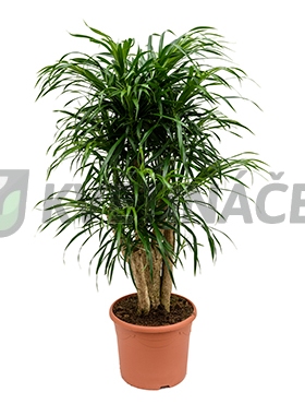 Živé květiny - Pleomele Anita 30x90cm