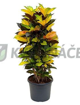 Živé květiny - Croton Iceton (codiaeum) 29x110cm